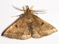 Plumed Fan-foot